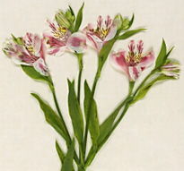 真俯瞰撮影した押し花