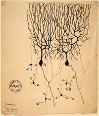 プルキンエ細胞(A)とグラニュール細胞(B)のニューロン (Drawing by Santiago Ramón y Cajal, 1899)