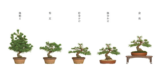 図2 鉢植えから盆栽へ 写真/林口哲也